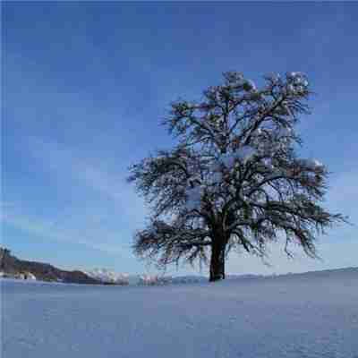 冬天唯美的雪景头像图片头像图片