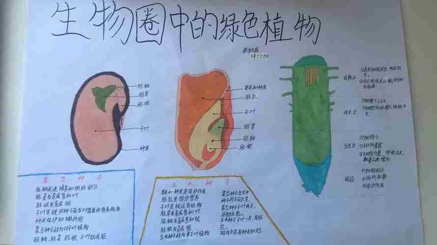 科尔沁实验初中2023级13班第二期生物手抄报作品展美篇