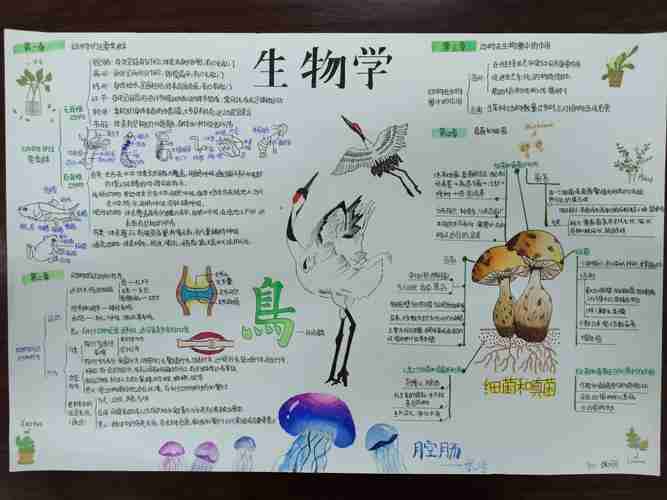 八上生物手抄报展示美篇