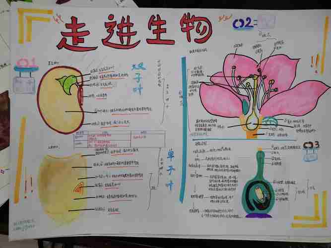 广南学校初一生物《花朵与种子的故事》手抄报比赛美篇