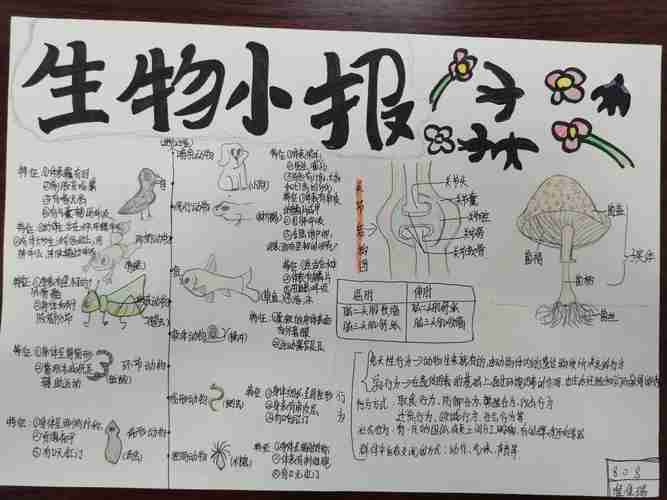 八上生物手抄报展示