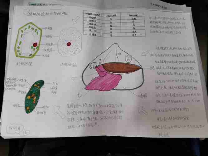 实验初中七年级十班生物手抄报展示美篇