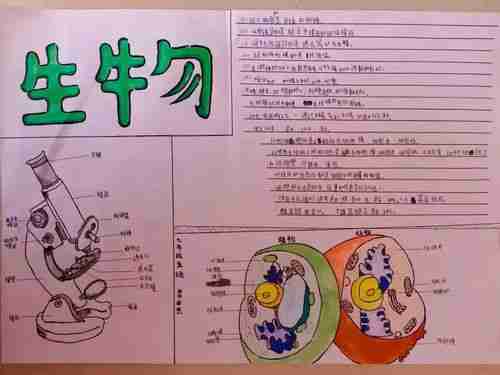 七年五班第一期生物手抄报:显微镜与细胞美篇