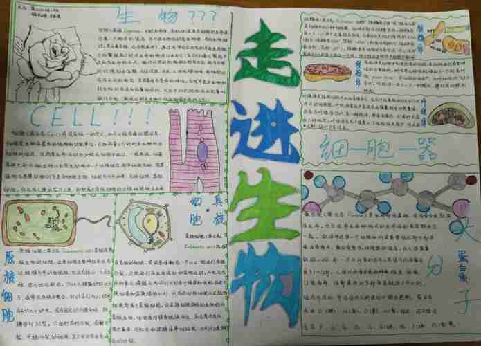 重庆市双桥中学生物小报类作品投票开始啦快来选你喜欢的作品吧