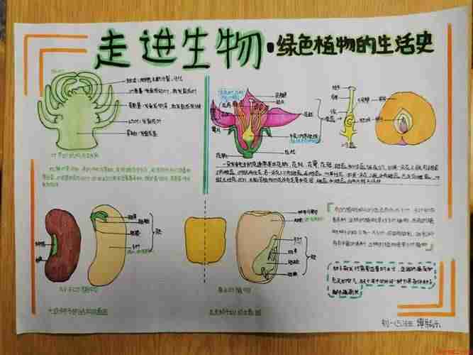 保护生态环境探索生命奥秘初一级学生生物手抄报