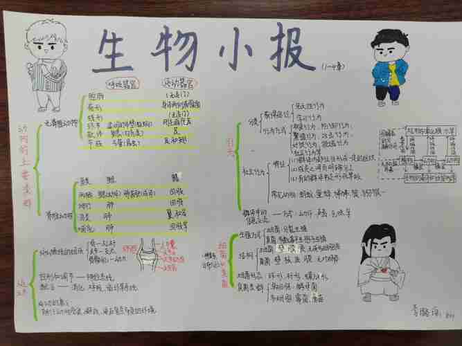 八上生物手抄报展示