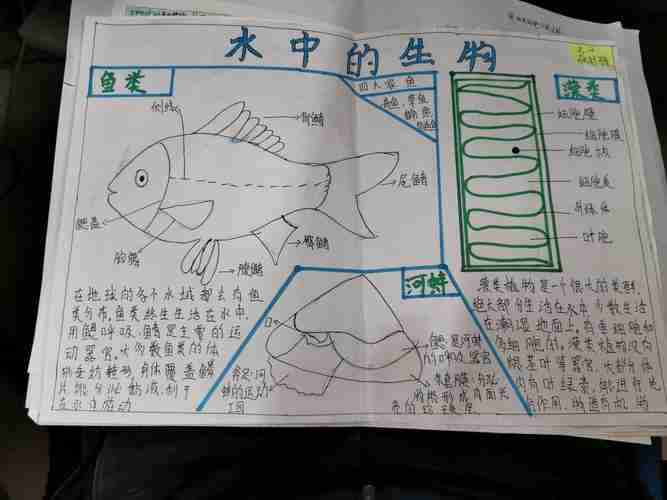 实验初中七年级十班生物手抄报展示美篇