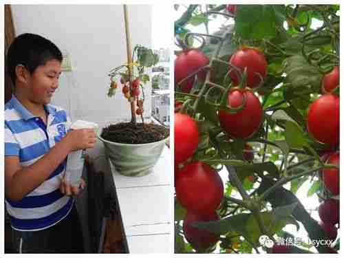 和美永昌自小经农事立志钻科学保山市永昌小学学生种植番茄过