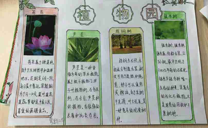 9月植物手抄报欣赏美篇