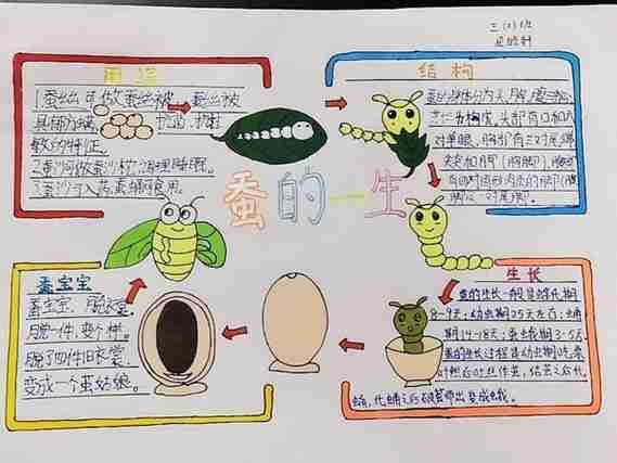 课堂上学到的养蚕知识绘制出了充满了童真童趣图文并茂的手抄报