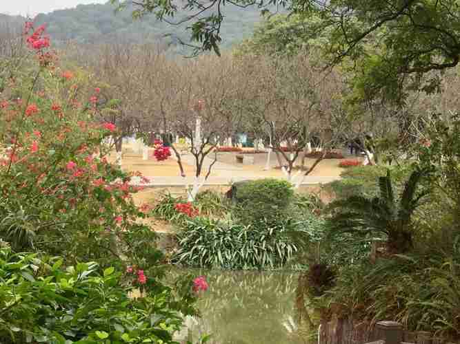 萝岗香雪公园花期