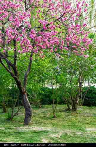 香雪公园桃花盛开时间