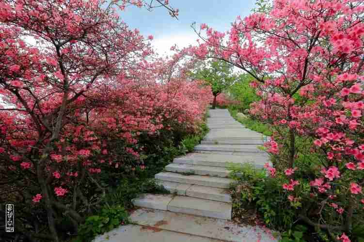 4月份旅游赏花最佳地方有哪些