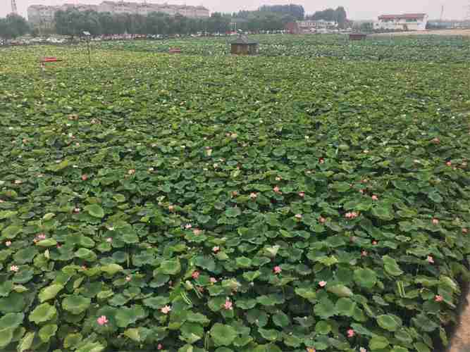 章丘白云湖荷花节游玩攻略