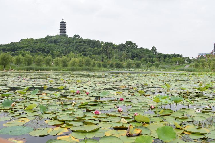 当涂荷花旅游攻略