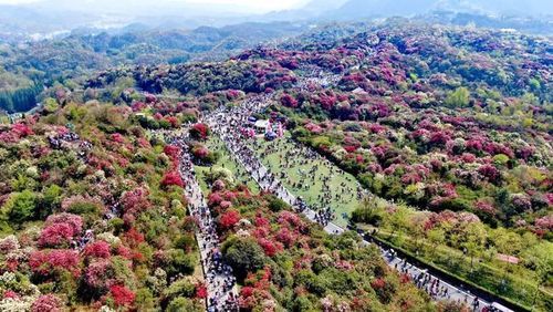 看杜鹃花有哪些景点