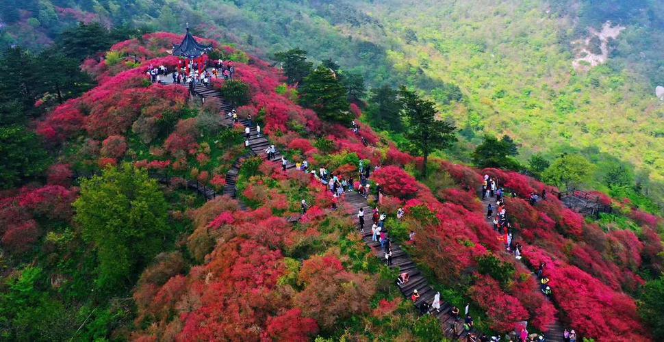 看杜鹃花有哪些景点