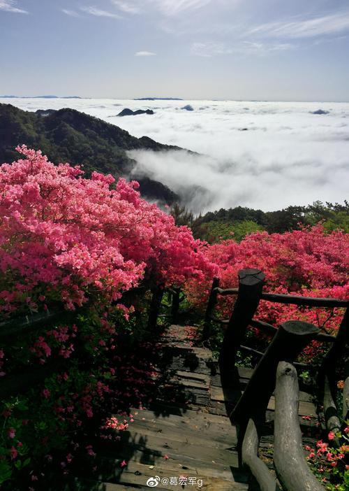 看杜鹃花有哪些景点