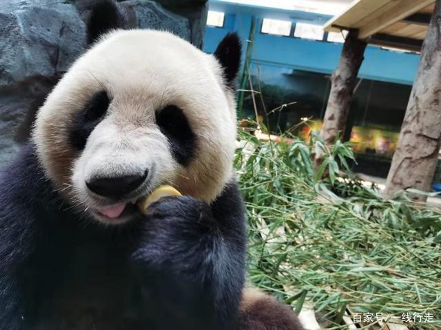 武汉动物园看熊猫攻略