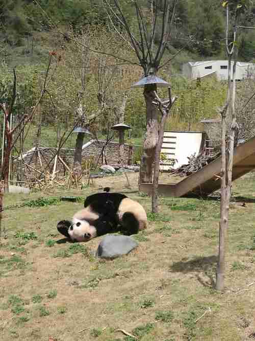 成都到卧龙熊猫基地旅游攻略