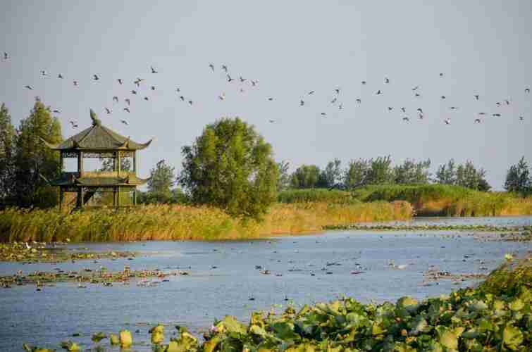 泗洪洪泽湖湿地有什么好玩的地方