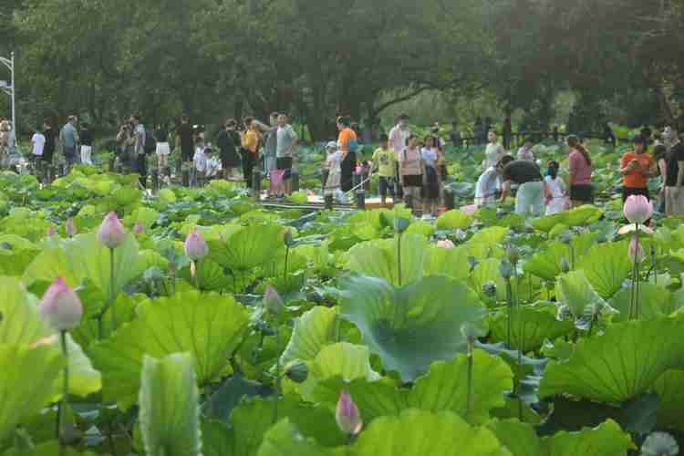 洪湖公园荷花展结束时间