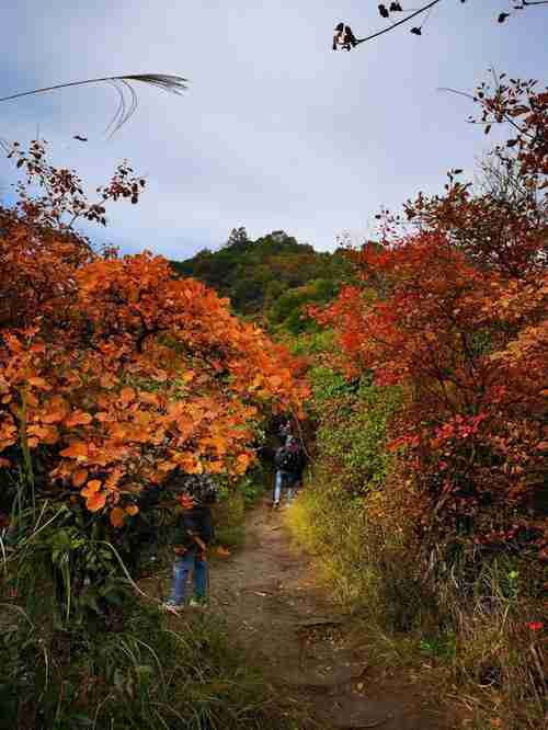 新会圭峰山红叶爬山攻略