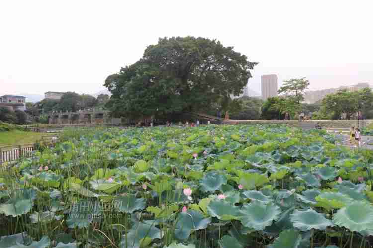 绶溪公园荷花池从哪个门进