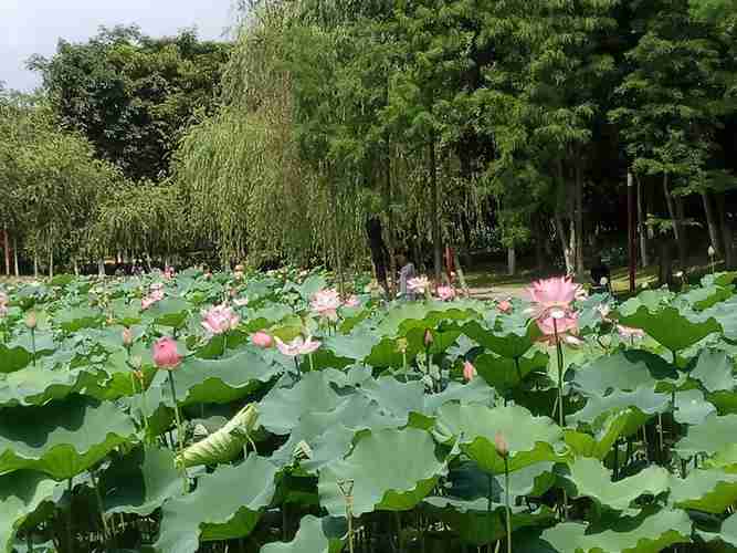 绶溪公园荷花池从哪个门进