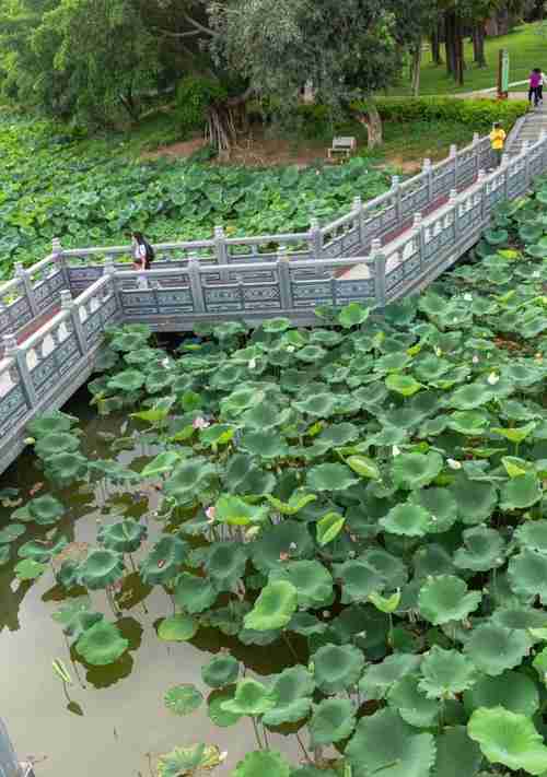 绶溪公园荷花池从哪个门进