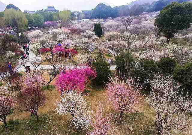 苏州香雪海景区一月份花开了吗