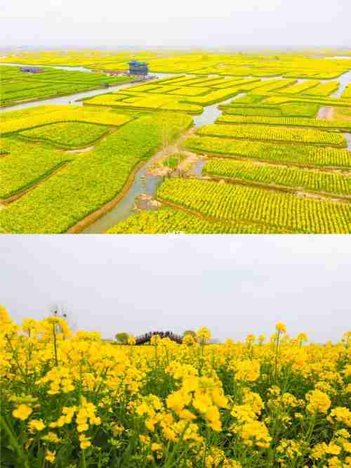 千垛油菜花景点在什么地方