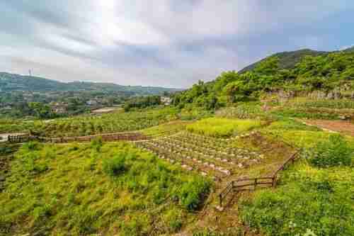 沙坪坝摘蓝莓有哪些地方