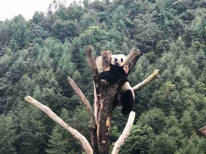 卧龙大熊猫自然保护区最佳景点