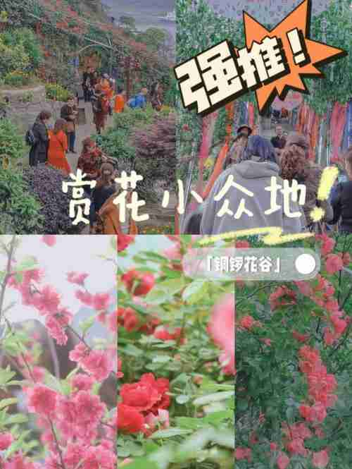 重庆八月看花的景点