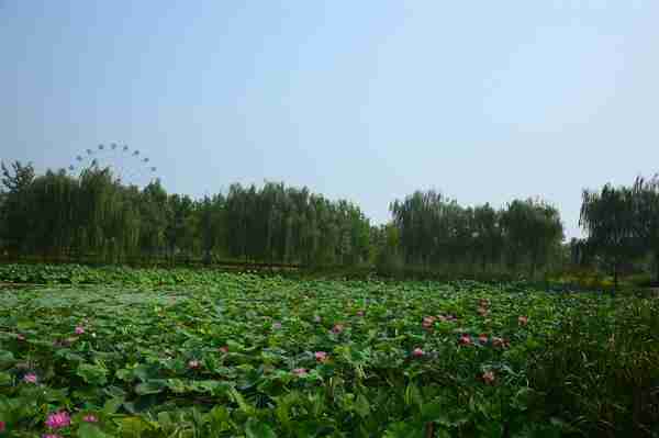 浐灞湿地公园看荷花走哪个门好