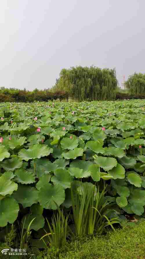 浐灞湿地公园看荷花走哪个门好