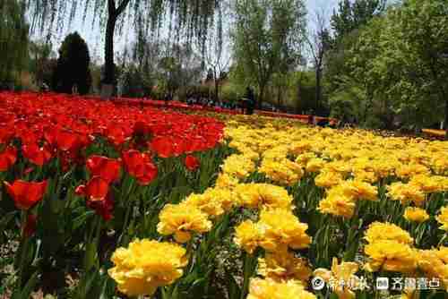 济南齐鲁花园景点