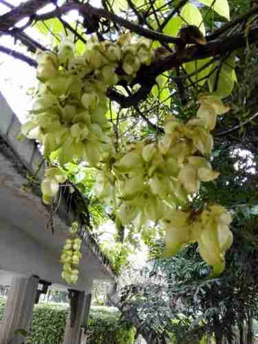 流花湖公园哪里看禾雀花