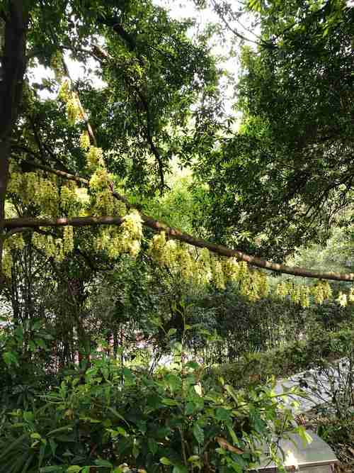 流花湖公园哪里看禾雀花