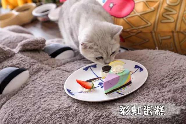 2023流浪猫行业背景与市场现状（随着地下猫所新兴产业的冉冉升起从此吸猫的动力再也不纯洁了）(19)