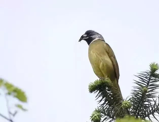 绿鹦嘴鹎与领雀嘴鹎（漂亮可爱的领雀嘴鹎）(13)