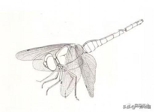 国画蜻蜓的画法步骤 图文（国画教程红蜻蜓的工笔画法步骤分解）(2)