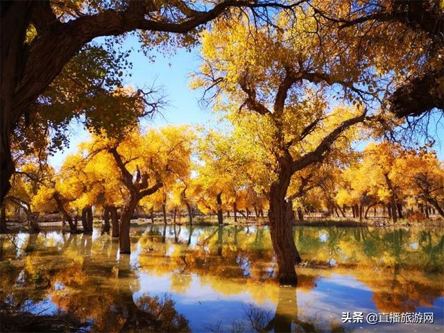 额济纳旗大漠胡杨林景区游览攻略（来额济纳深度体验游）(6)