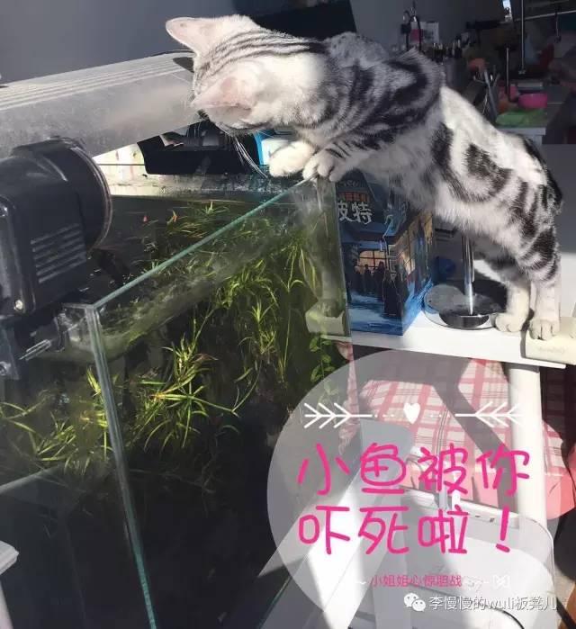 观察猫咪眼睛的观察日记（天上掉下个小萌猫）(7)