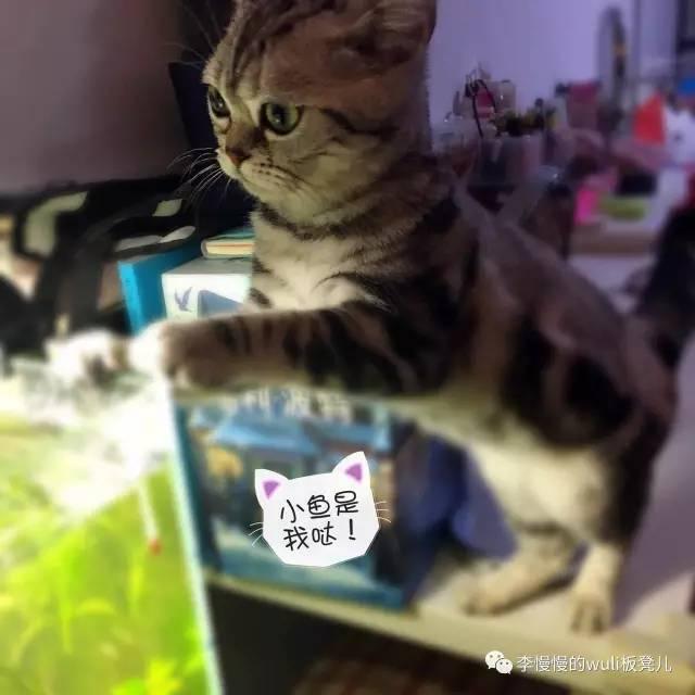 观察猫咪眼睛的观察日记（天上掉下个小萌猫）(8)