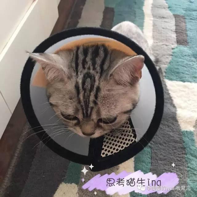 观察猫咪眼睛的观察日记（天上掉下个小萌猫）(3)