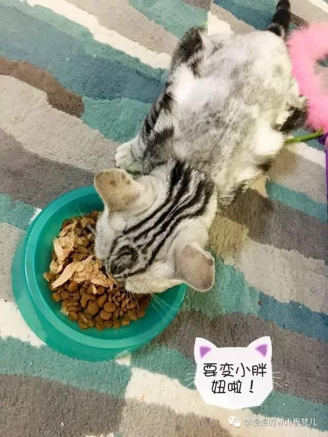 观察猫咪眼睛的观察日记（天上掉下个小萌猫）(12)