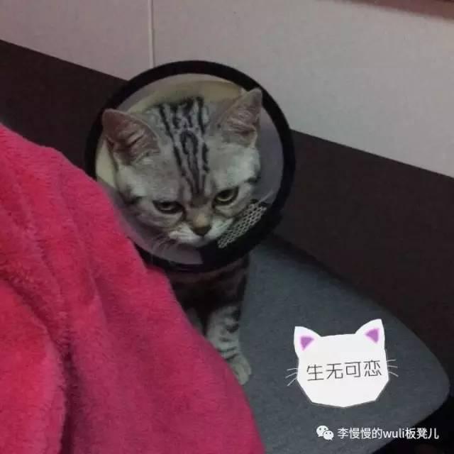 观察猫咪眼睛的观察日记（天上掉下个小萌猫）(4)