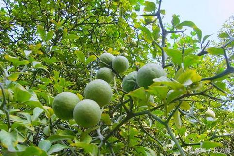 果树种植乡村振兴（农民带动全村种植像）(3)